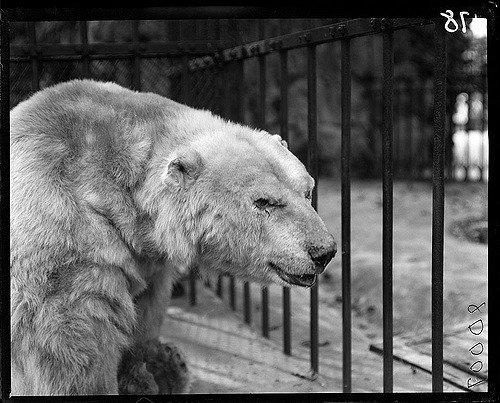 Urban bear roaming city streets