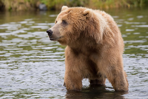Wild bear in its natural habitat